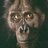 australopithecus