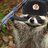 FascistRaccoon