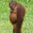 Polokel