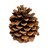 pinecone