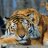 BoredTiger