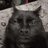 Gatocomedordecus